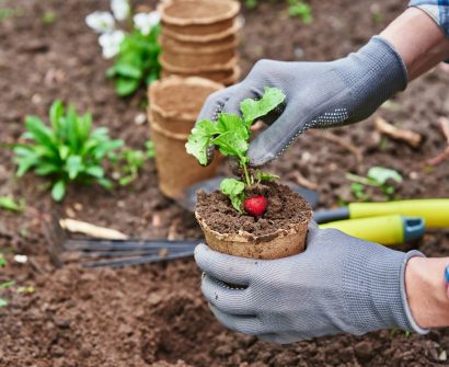 Gardener hands picking and planting vegetable plant in the garden